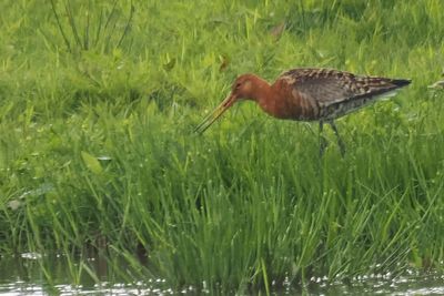 Black-tailed Godwit, RSPB Baron's Haugh