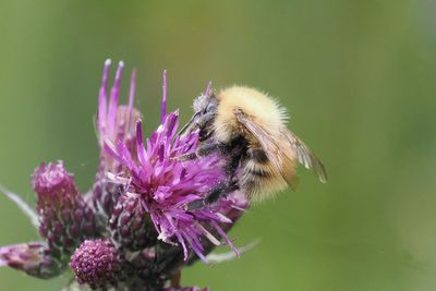 Common Carder, Glen Douglas