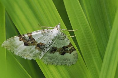 Silver Ground Carpet, Glen Douglas