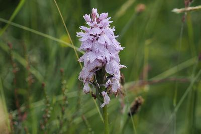 Heath Spotted orchid, Glen Fruin