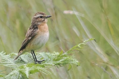 Whinchat, Glen Douglas