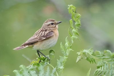 Whinchat, Glen Douglas