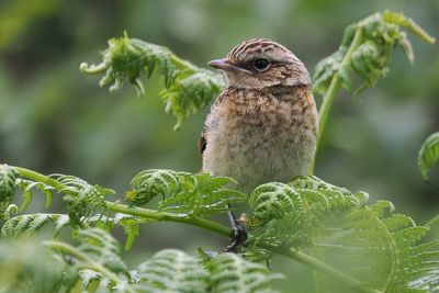Whinchat juvenile, Glen Douglas