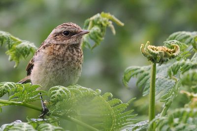 Whinchat juvenile, Glen Douglas
