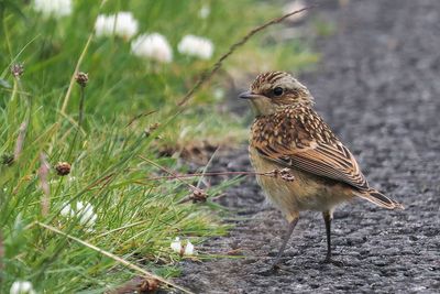 Whinchat juvenile, Glen Fruin