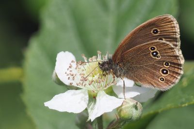 Ringlet, Brookhouse, S Yorkshire