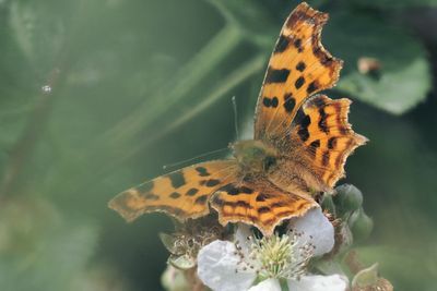 Comma, Brookhouse, S Yorkshire