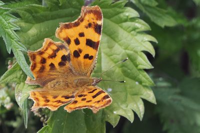 Comma, Brookhouse, S Yorkshire