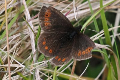 Mountain Ringlet, Ben Lawers NNR