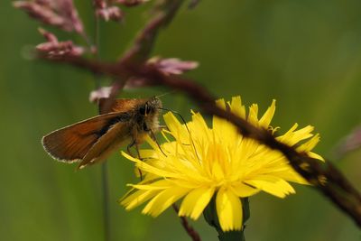 Small Skipper, Douglas West