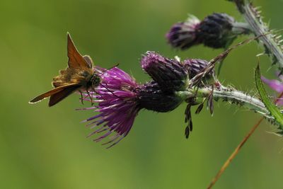 Small Skipper, Douglas West