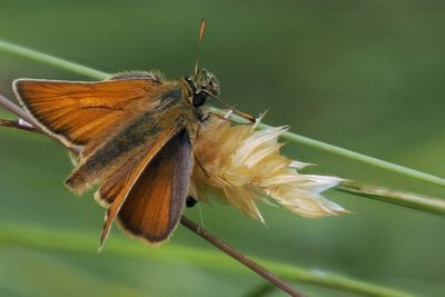 Small Skipper, Douglas West