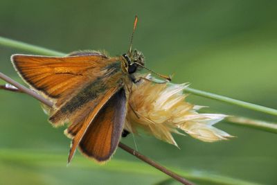 Small Skipper, Douglas West