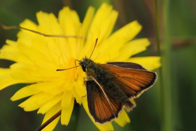 Small Skipper, Douglas West