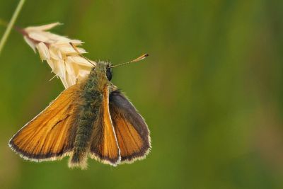 Small Skipper, Douglas West
