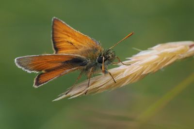 Small Skipper, Douglas West