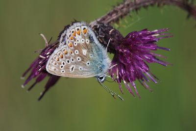 Common Blue, Douglas West