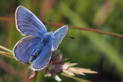 Common Blue, Douglas West