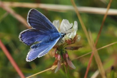 Common Blue, Douglas West