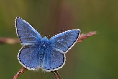 Common Blue, Douglas West