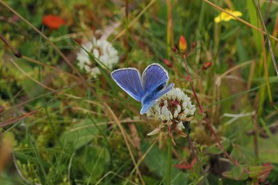 Common Blue, Douglas West
