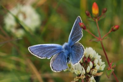 Common Blue, Douglas West