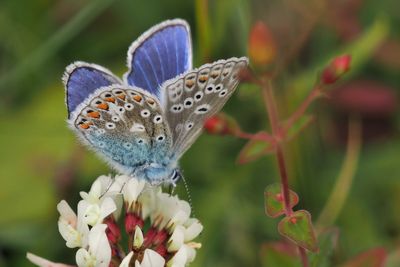 Common Blue, Douglas West
