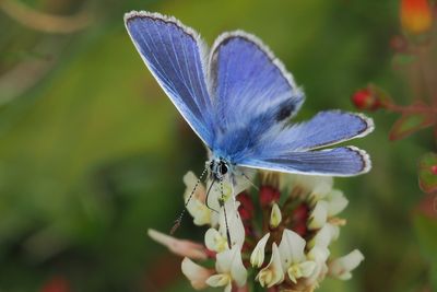 Common Blue, Douglas West