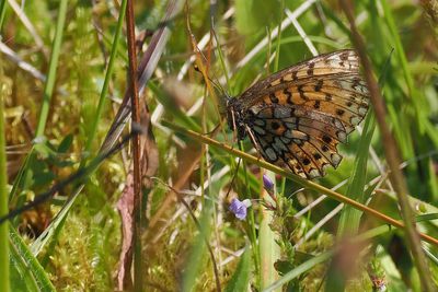 Dark Green Fritillary, Douglas West