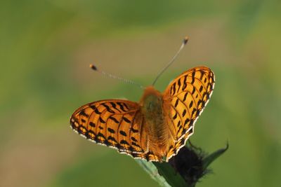Dark Green Fritillary, Douglas West