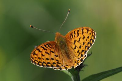 Dark Green Fritillary, Douglas West