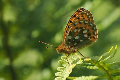 Dark Green Fritillary, Douglas West