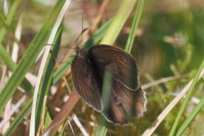 Meadow Brown, Douglas West