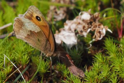 Meadow Brown, Douglas West
