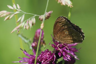 Ringlet, Douglas West