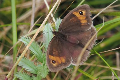 Meadow Brown, RSPB Loch Lomond