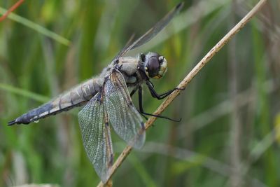 Four Spotted Chaser, RSPB Loch Lomond