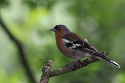 Chaffinch, RSPB Loch Lomond