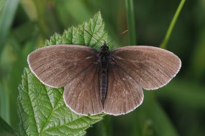 Ringlet, Kingsbarns, Fife