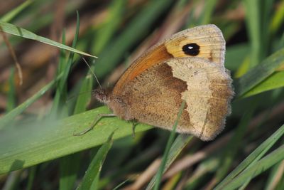 Meadow Brown, Kingsbarns, Fife