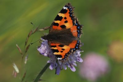 Small Tortoiseshell, Kingsbarns, Fife