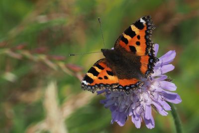 Small Tortoiseshell, Kingsbarns, Fife