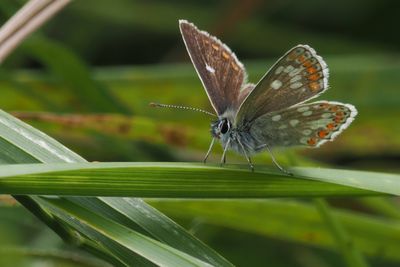 Northern Brown Argus, Shell Bay, Fife