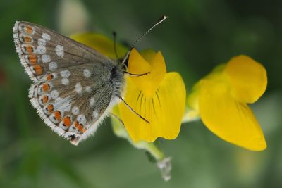 Northern Brown Argus, Shell Bay, Fife