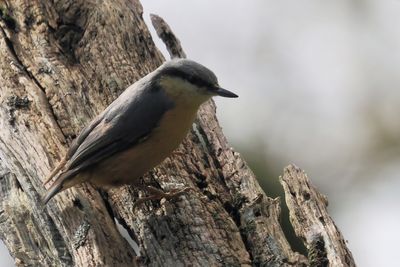 Nuthatch, Ross Wood-Loch Lomond