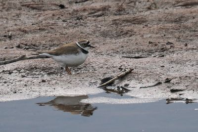 Little Ringed Plover, Endrick Water