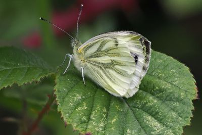 Green-veined White, RSPB Baron's Haugh