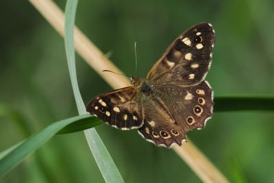 Speckled Wood, RSPB Baron's Haugh