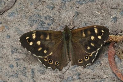 Speckled Wood, RSPB Baron's Haugh