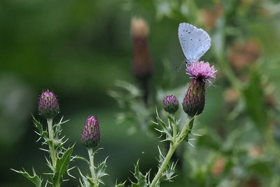 Holly Blue, Hamilton